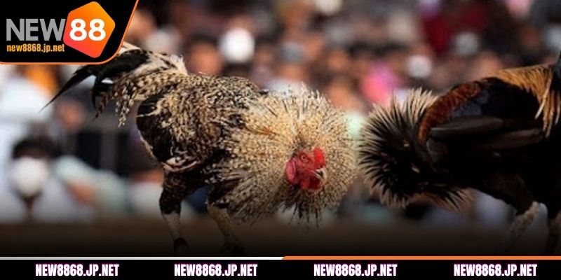 Bí quyết chọi gà Thomo chắc thắng