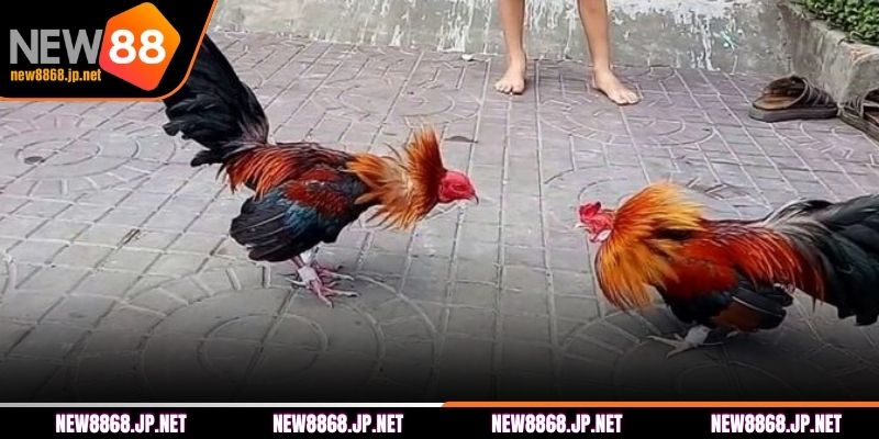 Vài nét về trực tiếp đá gà tại NEW88