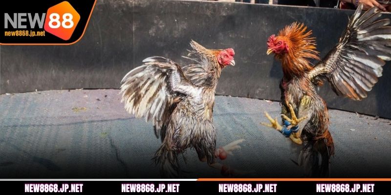 Một số loại hình đá gà tại NEW88