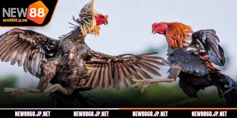 Sơ lược về đá gà Thomo tại NEW88