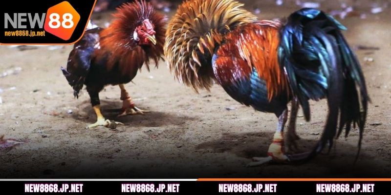 Tổng hợp dòng gà chiến tại NEW88