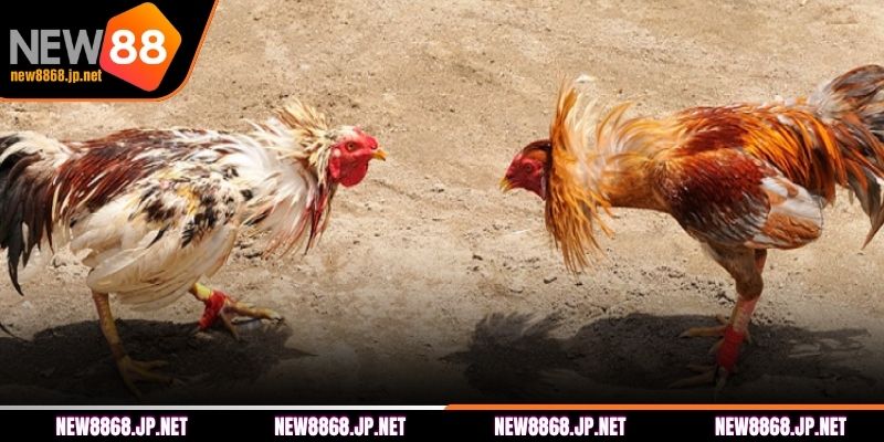Bí quyết cược đá gà NEW88